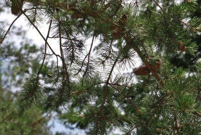 Pinus pungens - borovice pichlavá - šišky a větve